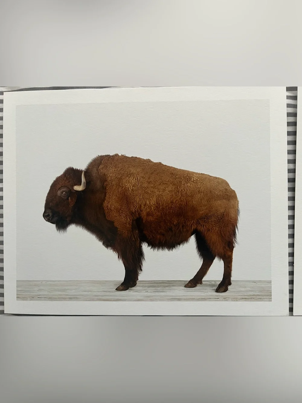 Animal Print Shop- Buffalo and Longhorn Wall Art Prints, 8x10